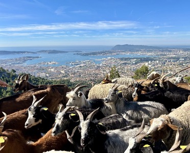 ORPI CABANIS agence immobili�re : l�eco-paturage sur TOULON